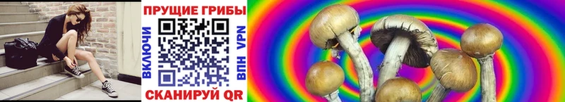 Галлюциногенные грибы Psilocybine cubensis  Верещагино 